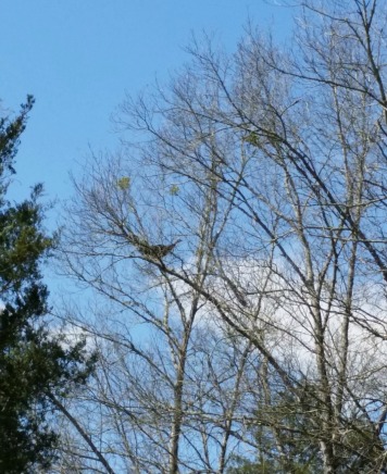 The turkey Tippy chased until it flew up into a tall tree.