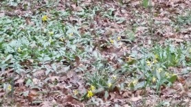 Patch of Trout Lilies.
