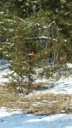 Red bird in a cedar tree.