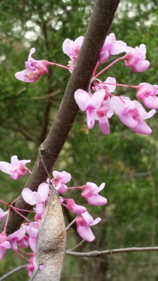 Close up of red bud blooms.